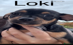 Mixed Breed dogs for sale: Jack Chi (named Loki)  - Advert 5