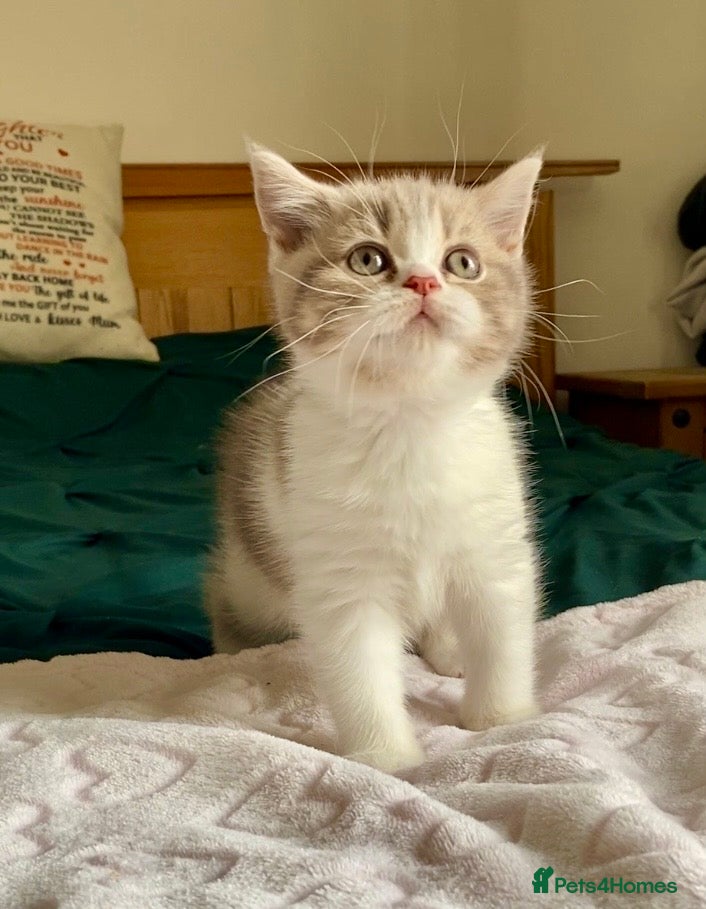 Scottish Fold cats 🧸1 OUTSTANDING TICA FAWN BICOLOUR GIRL LEFT 🧸 - Advert 2