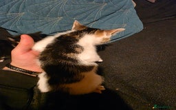 British Longhair cats for sale: 3 beautiful playful kittens  - Advert 2