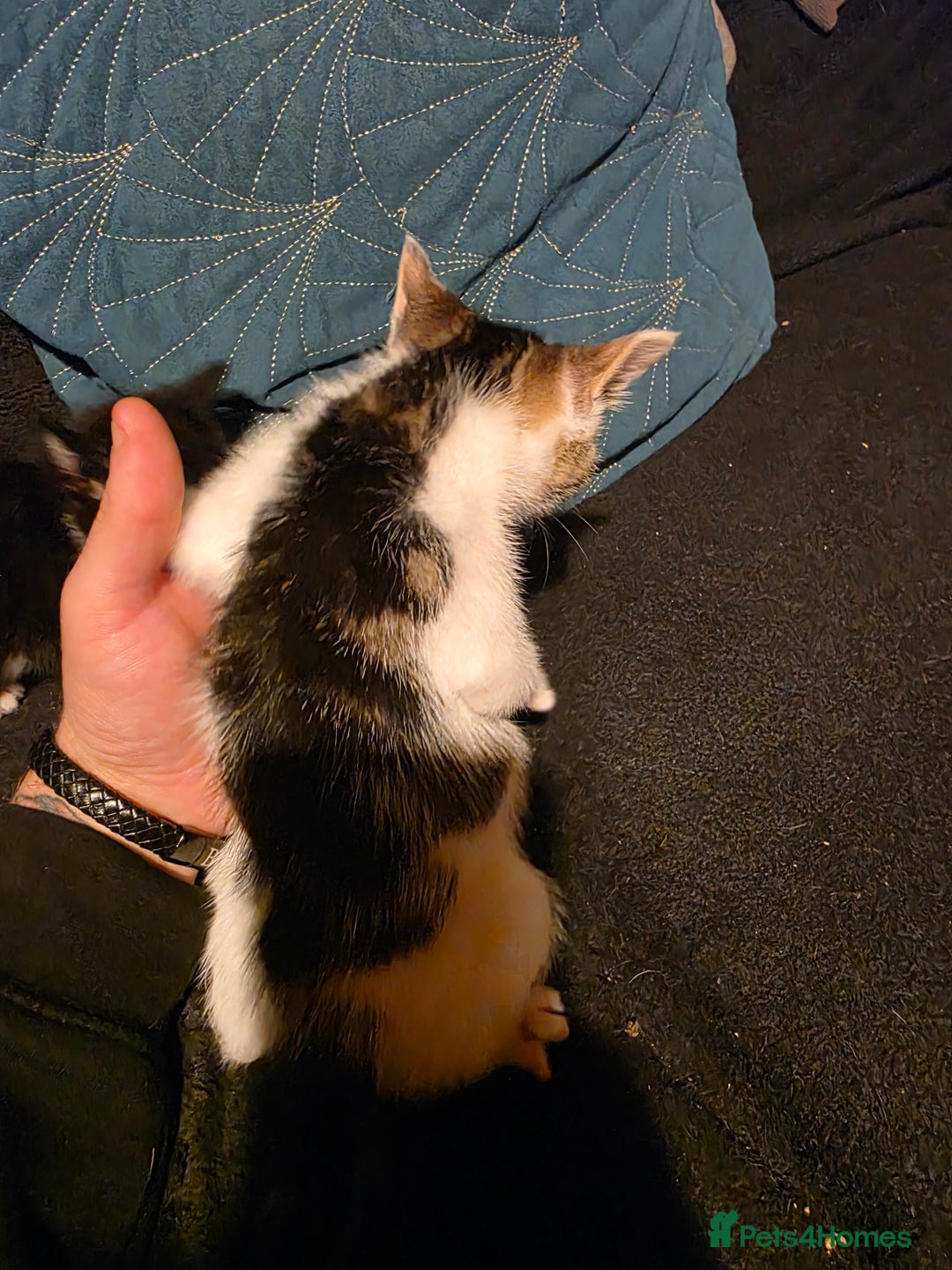 British Longhair cats for sale: 3 beautiful playful kittens  - Advert 2