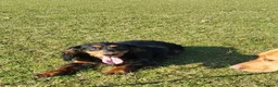 Cocker Spaniel dogs for stud: At Stud  - Advert 1