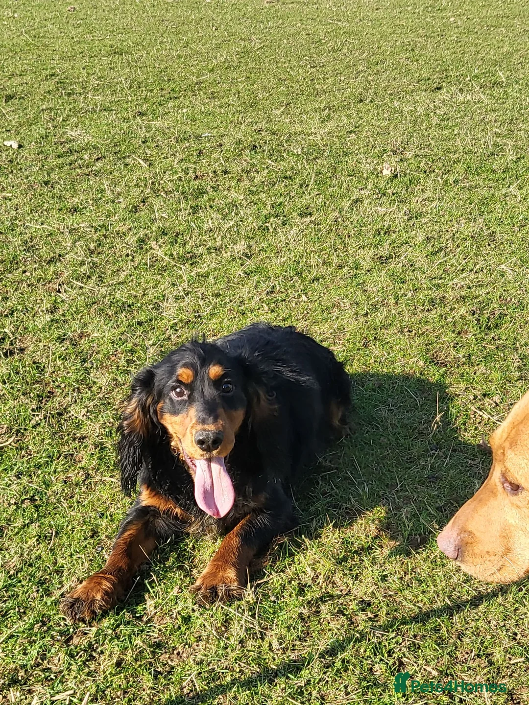 Cocker Spaniel dogs for stud: At Stud  - Advert 1