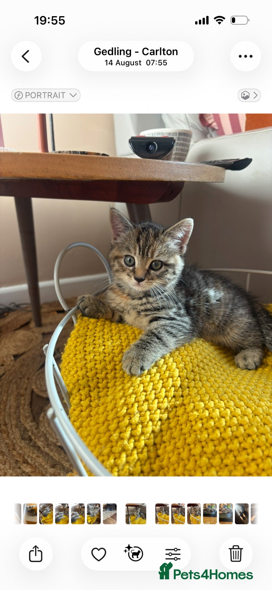 Mixed Breed cats 9 week old Kittens  - Advert 13