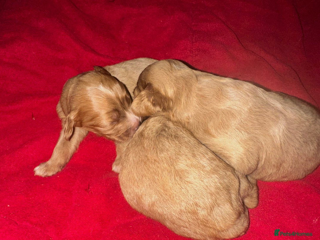 Cavapoo dogs for sale: Cavapoo Puppies - Advert 6