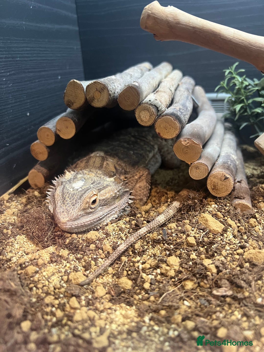 Bearded Dragon reptiles for sale: Bearded dragon and large enclosure with lighting - Image 3