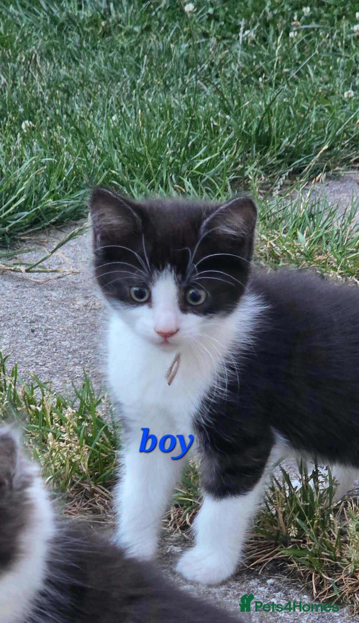 Mixed Breed cats Maincoon x bsh 1 MALE LEFT!!!! Ready to go - Advert 10