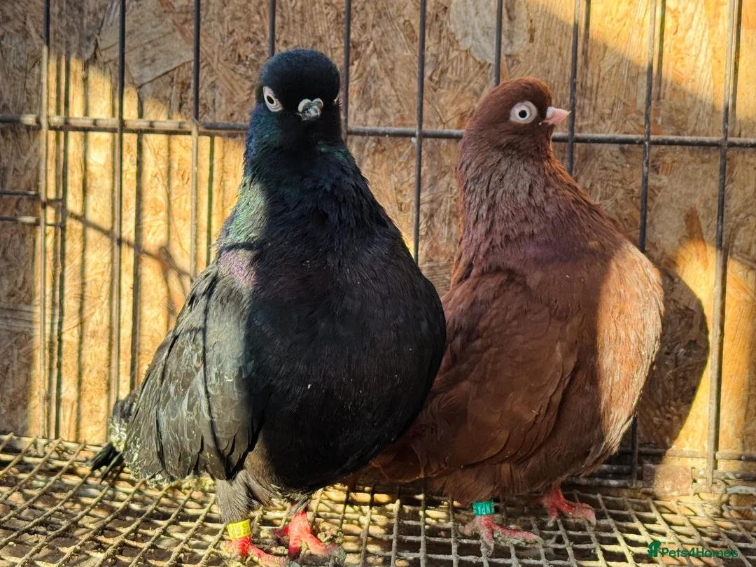 Pigeons birds for sale: RARE ENGLISH SHORTFACE TUMBLERS - Advert 11