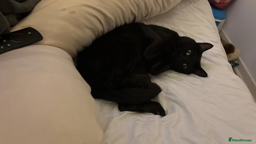 Mixed Breed cats for sale: Male Adult Cat Solo Home - Advert 1