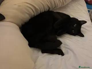 Mixed Breed cats Male Adult Cat Solo Home - Advert 1