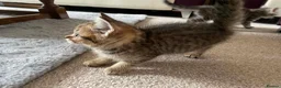 British Shorthair cats for sale: British Blue Shorthair Silver Tabby kittens - Advert 14