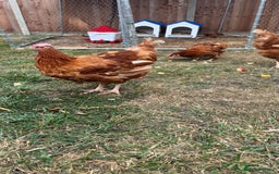 Chickens poultry for sale: 4 girls for sale - Image 2
