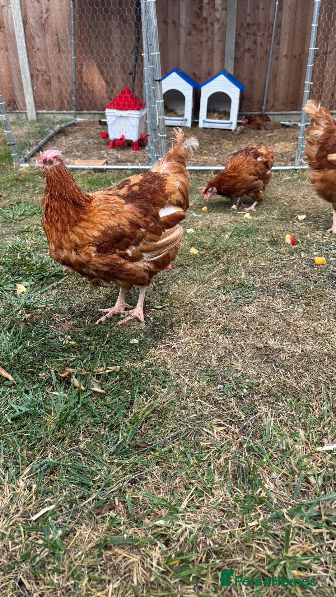 Chickens poultry for sale: 4 girls for sale - Image 2