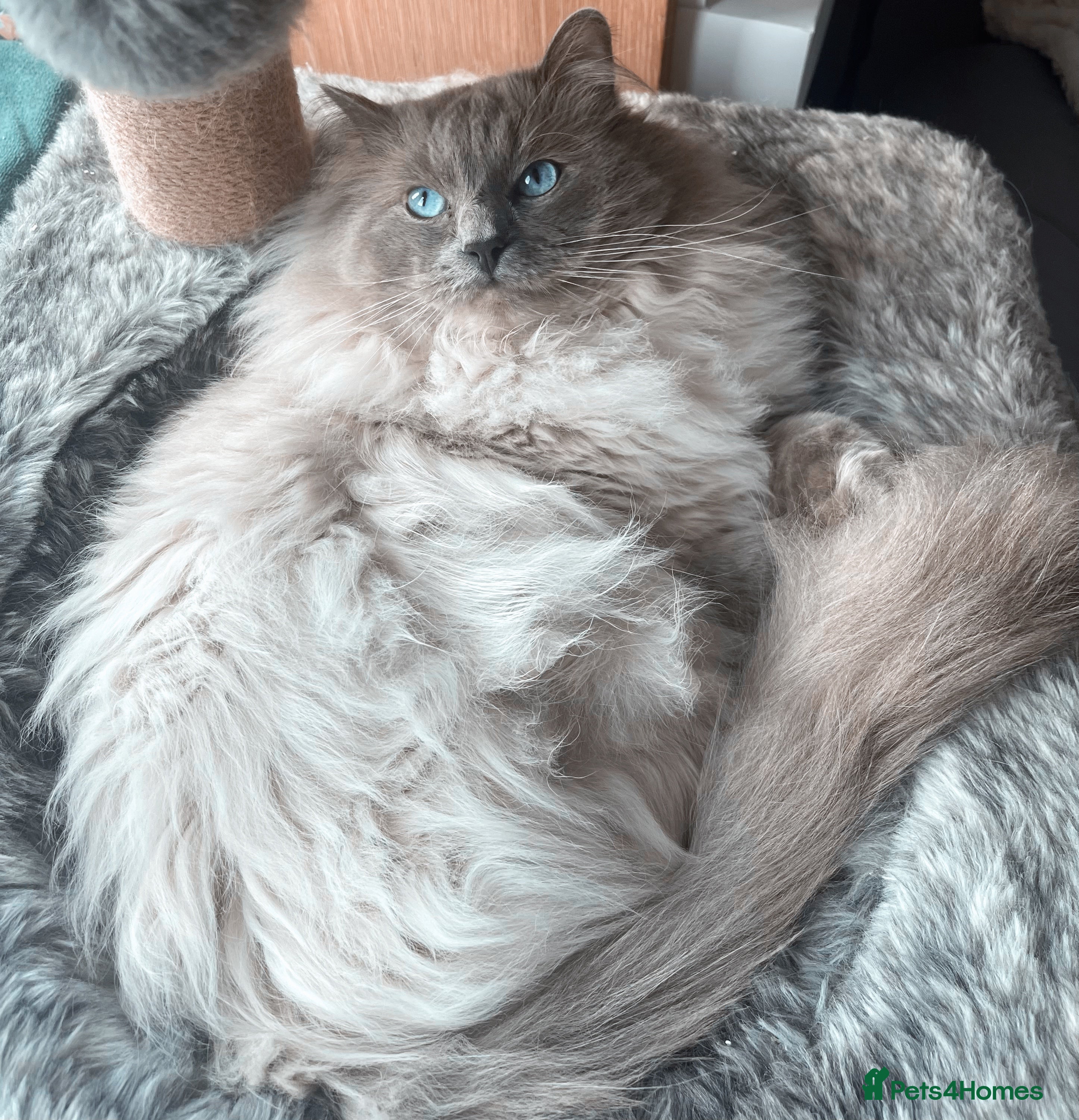 Ragdoll cats GCCF Proven Stud carrying chocolate in Glasgow - Advert 11