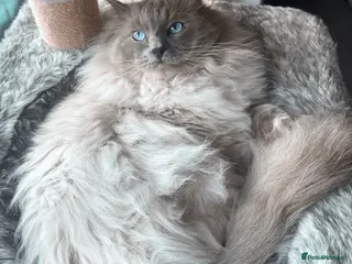 Ragdoll cats GCCF Proven Stud carrying chocolate in Glasgow - Advert 11