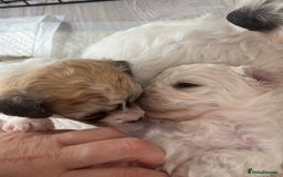 Mixed Breed dogs for sale: Bichon mix pups  - Image 10