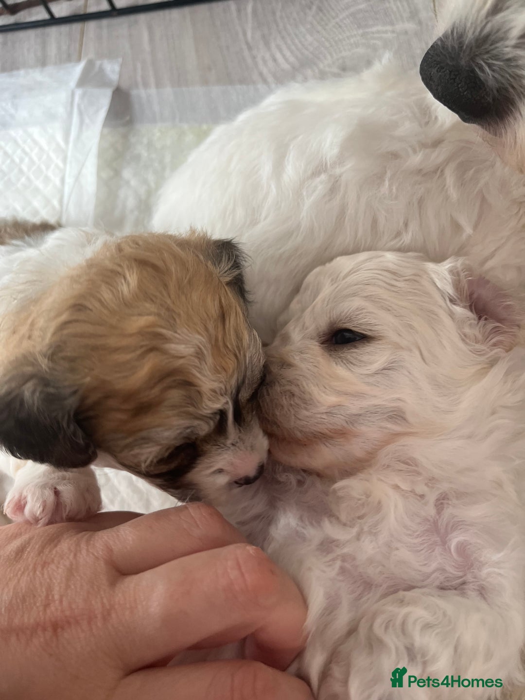 Mixed Breed dogs for sale: Bichon mix pups  - Image 10