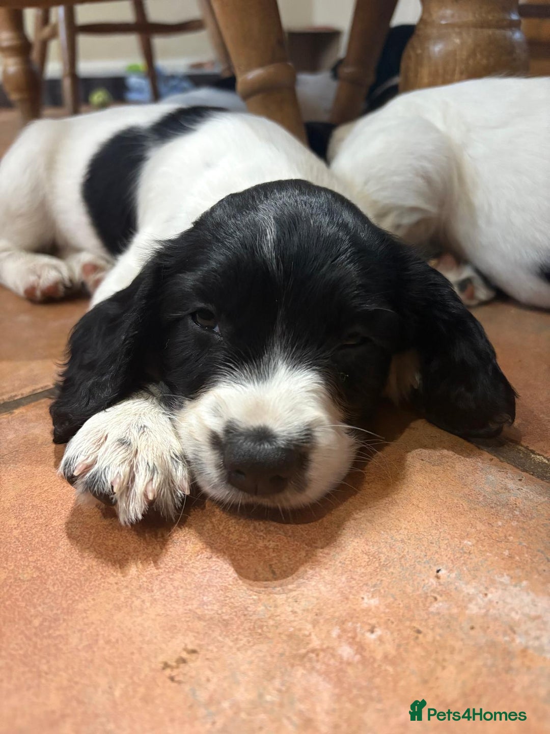 English Springer Spaniel dogs for sale: KC Reg English Springer Spaniel puppies - Image 13