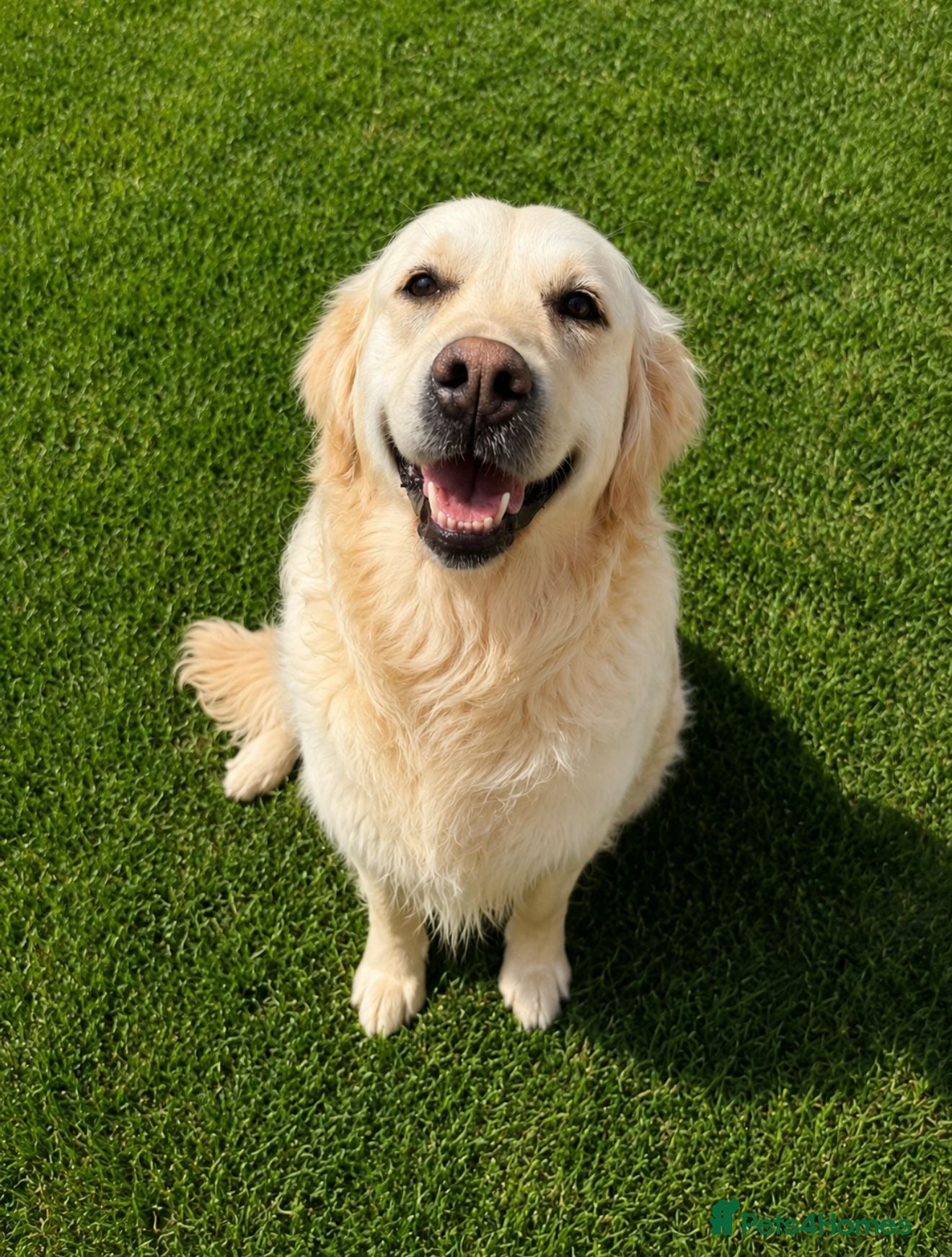 Golden Retriever dogs Cream female  - Advert 2