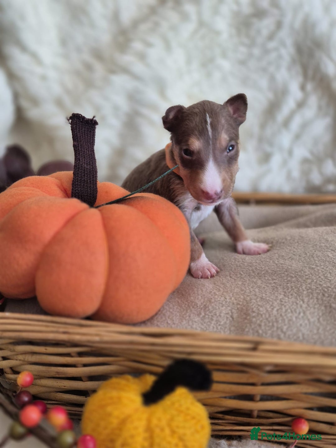 Miniature Bull terrier dogs for sale: 🐾 Exclusive Miniature Bull Terrier Puppies 🐾 - Image 13