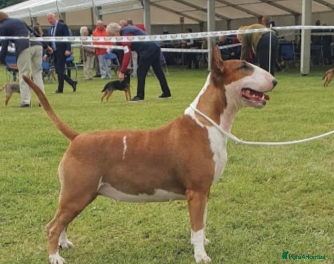 English Bull Terrier dogs for sale: English bull terrier pups for sale  - Image 17