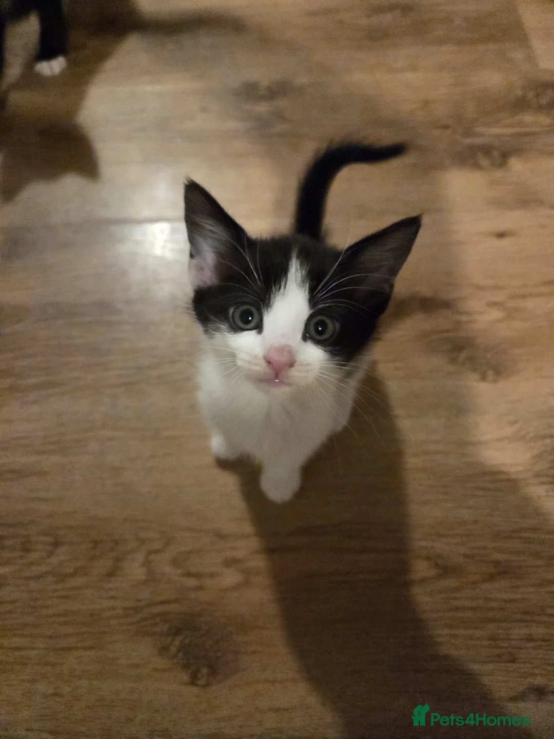 Domestic Shorthair cats for sale: 4 Beautiful Black and white kittens  - Advert 2