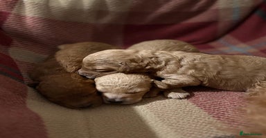 Toy Poodle dogs KC Registered Toy Poodles - Advert 16