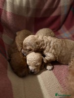 Toy Poodle dogs KC Registered Toy Poodles - Advert 16
