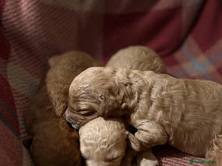 Toy Poodle dogs KC Registered Toy Poodles - Advert 12
