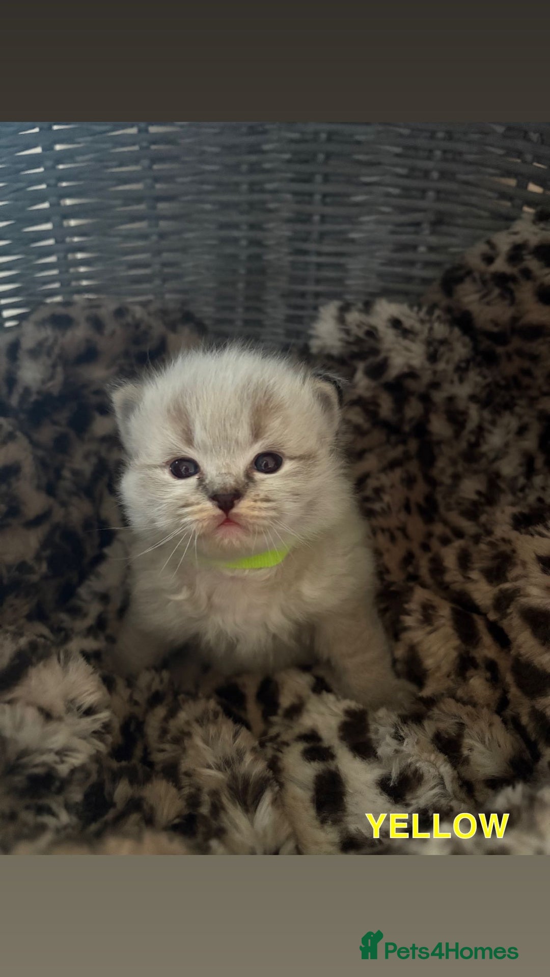 Ragdoll cats for sale: ☁️ 5 beautiful purebred ragdoll kittens☁️ - Advert 5