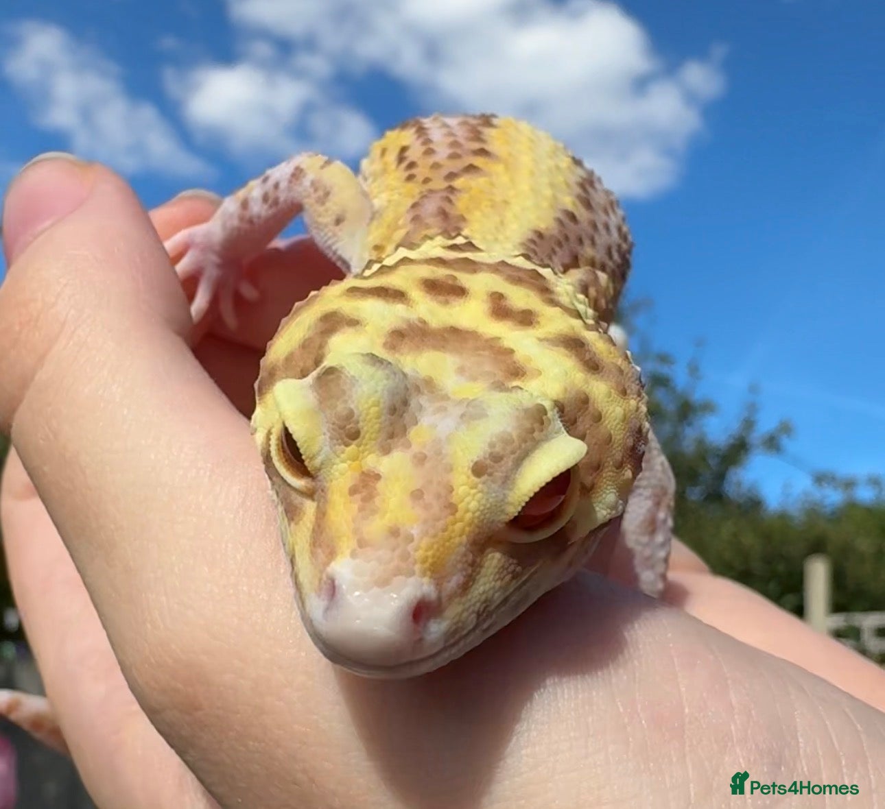 Leopard Gecko reptiles RADAR Leopard gecko - Advert 2