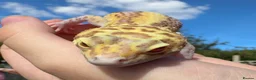 Leopard Gecko reptiles for sale: RADAR Leopard gecko in Orpington - Advert 1