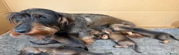 Dachshund dogs for sale: Teckel (Wire haired dachshund) - Advert 4