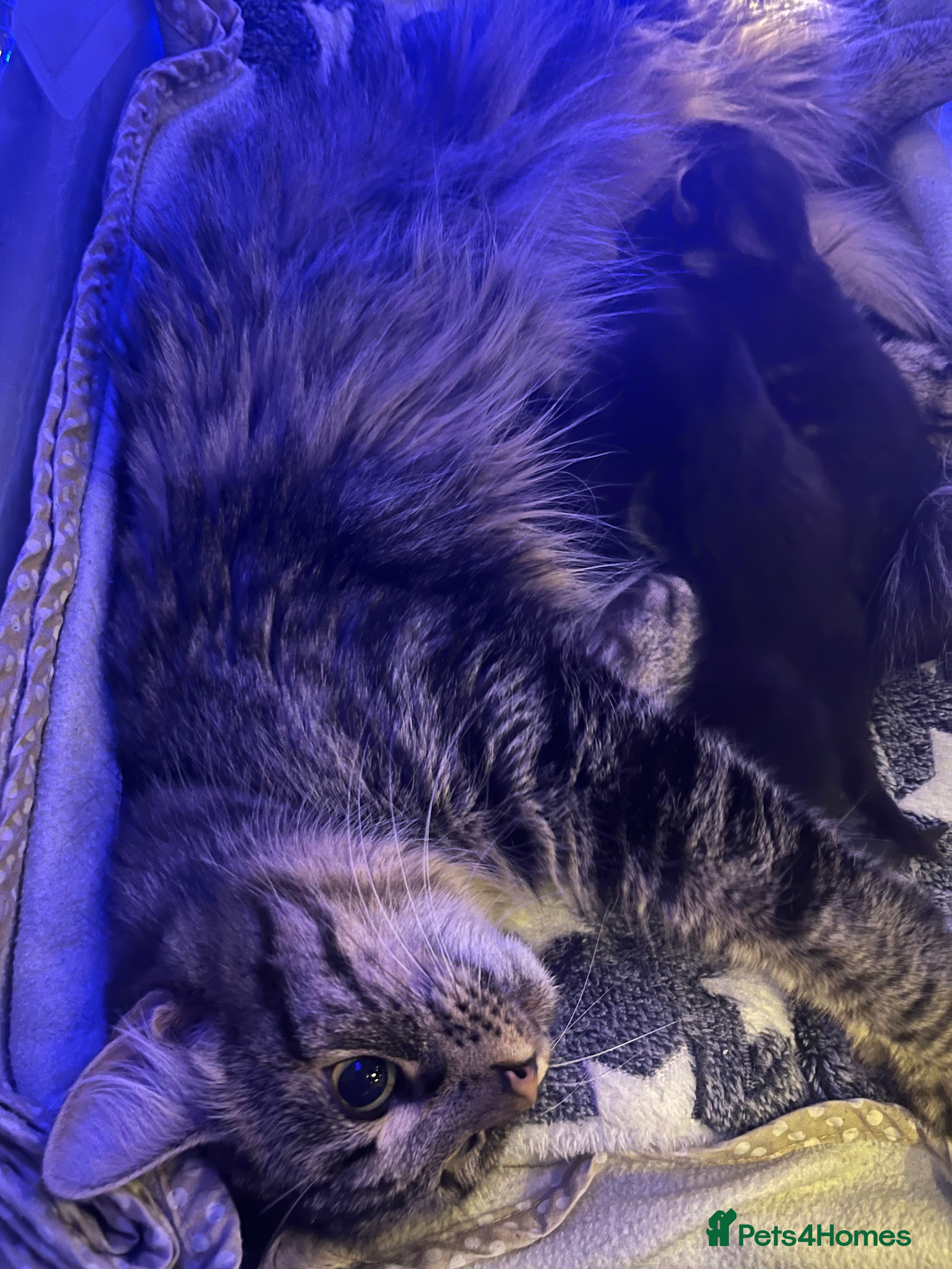 Maine Coon cats Maine coon cross - Advert 1