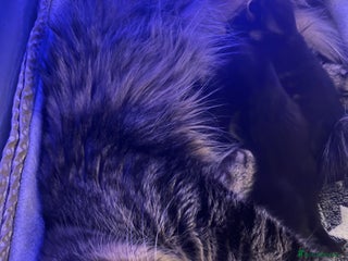 Maine Coon cats Maine coon cross - Advert 3