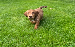 Miniature Dachshund dogs for sale: Miniature Dachshund Boys and Girls - Image 11
