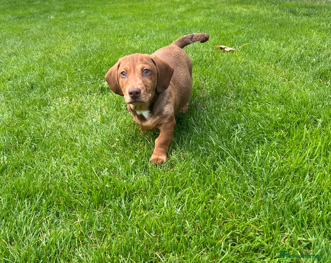 Miniature Dachshund dogs for sale: Miniature Dachshund Boys and Girls - Image 11