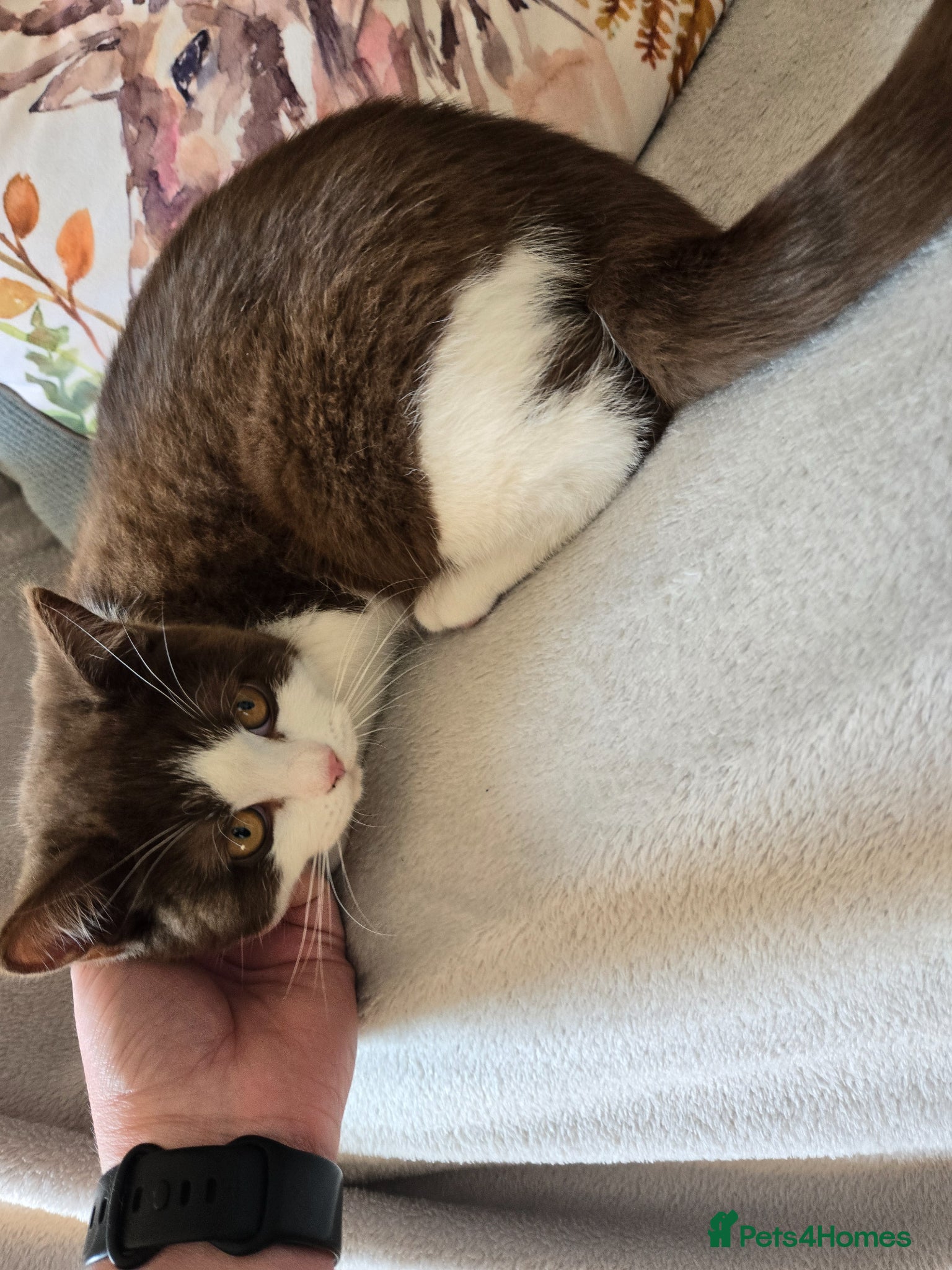 British Shorthair cats for sale: ❤️REDUCED TICA REG❤️ - Advert 9