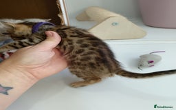 Bengal cats for sale: Tica RG pure bengals  - Image 3