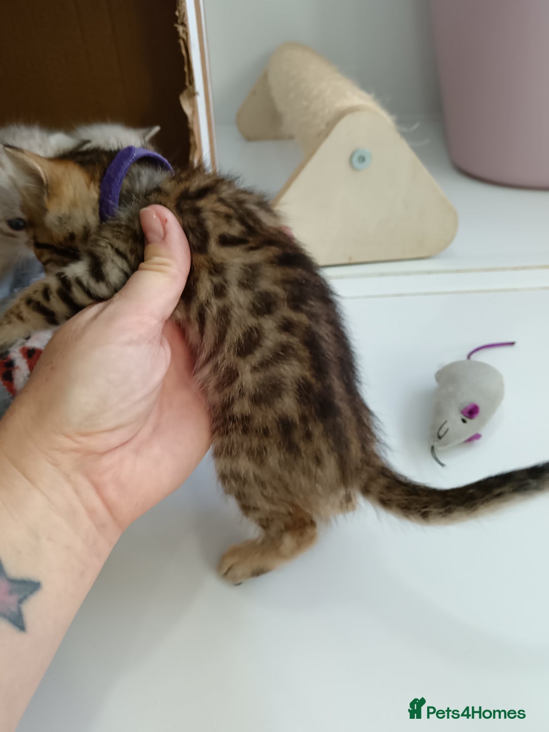 Bengal cats for sale: Tica RG pure bengals  - Image 3
