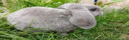 Mini Lop rabbits for sale: Plush Mini lop - Advert 3