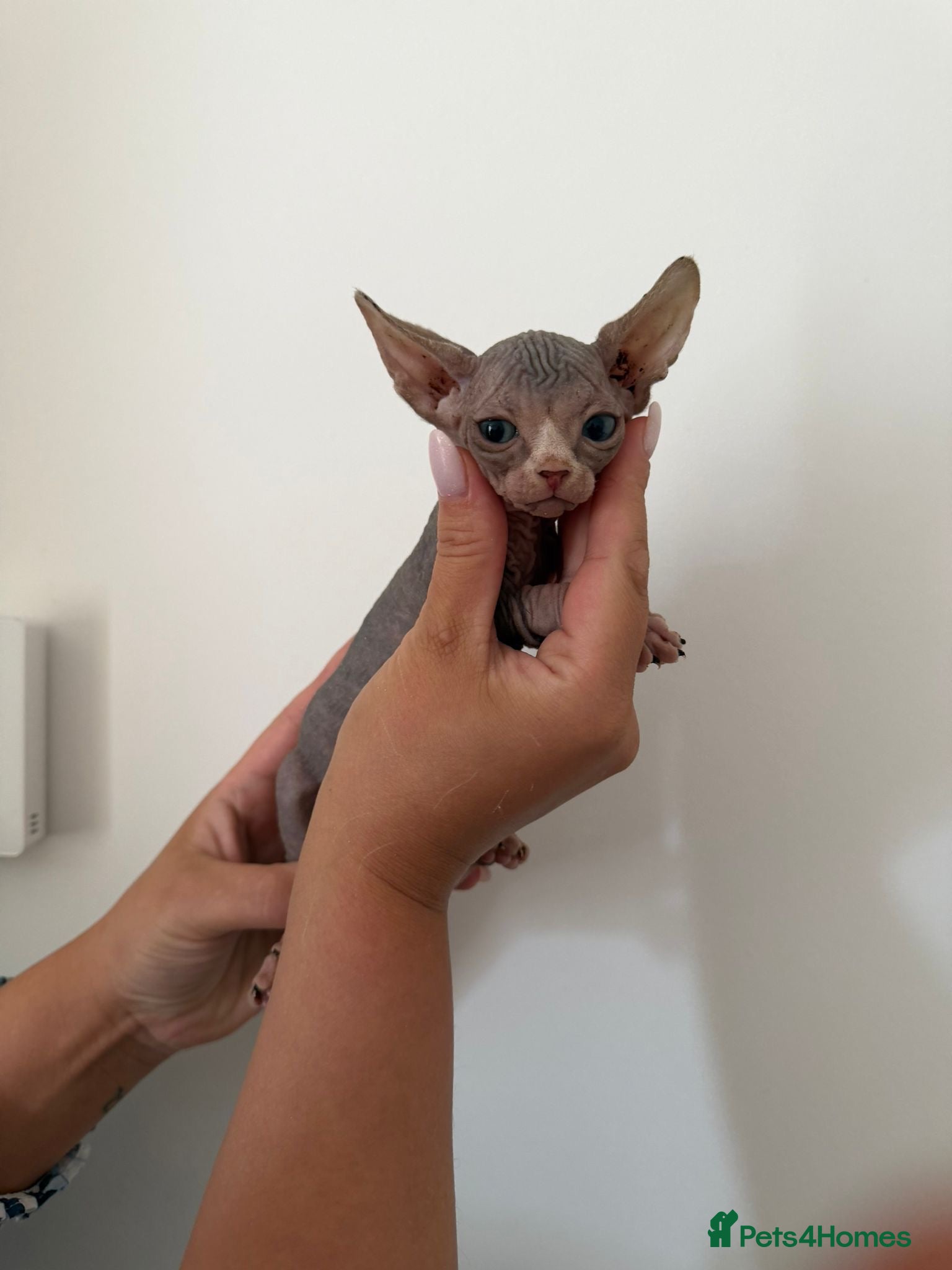 Sphynx cats Canadian sphinx  - Advert 12