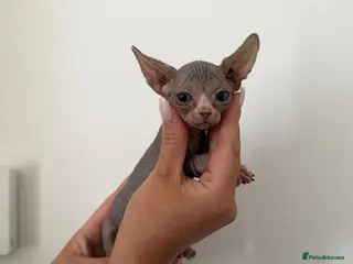 Sphynx cats Canadian sphinx - Advert 12