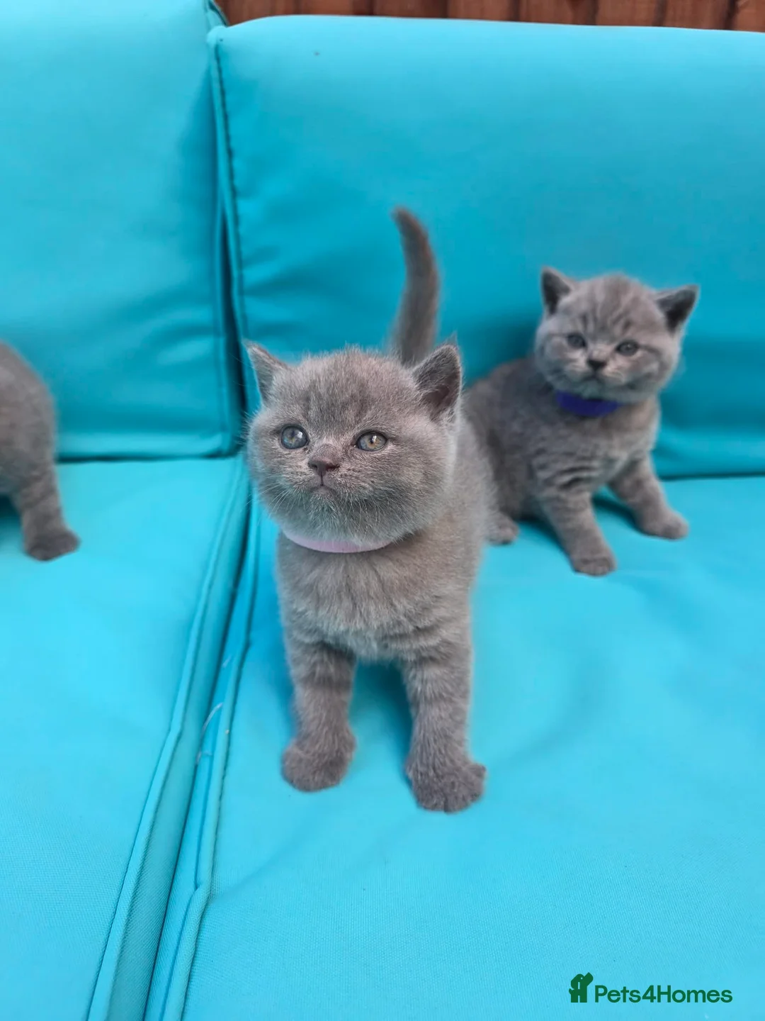 British Shorthair cats for sale: Beautiful British Shorthair kittens  - Advert 7