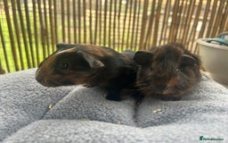 Guinea Pig rodents for sale: Baby guinea pigs - 2 male 2 female in London - Image 6