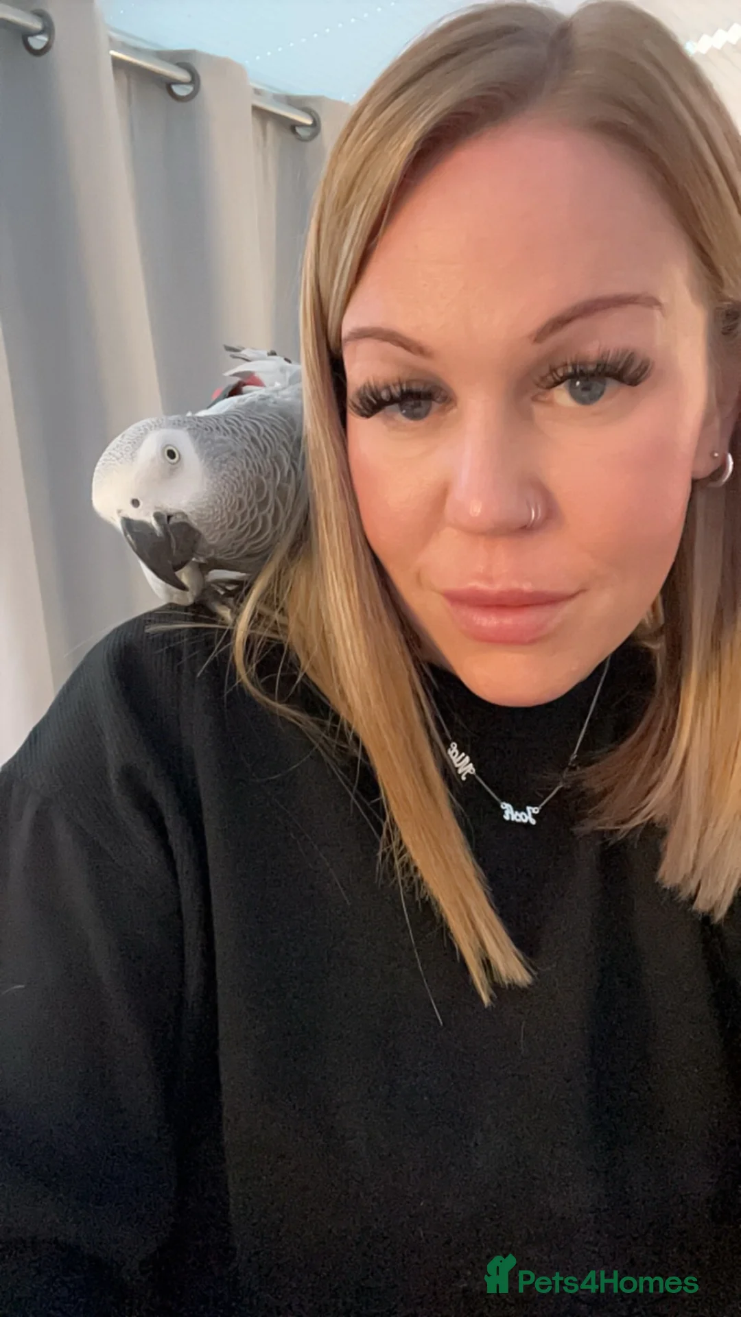 Parrots birds for sale: Extremely sad sale of our much loved Coco - Advert 8