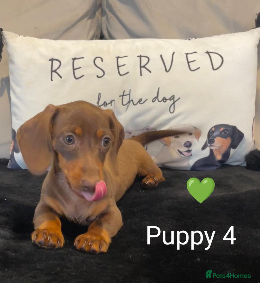 Miniature Dachshund dogs for sale: Ethically Bred Superior Health Tested Miniatures - Image 28