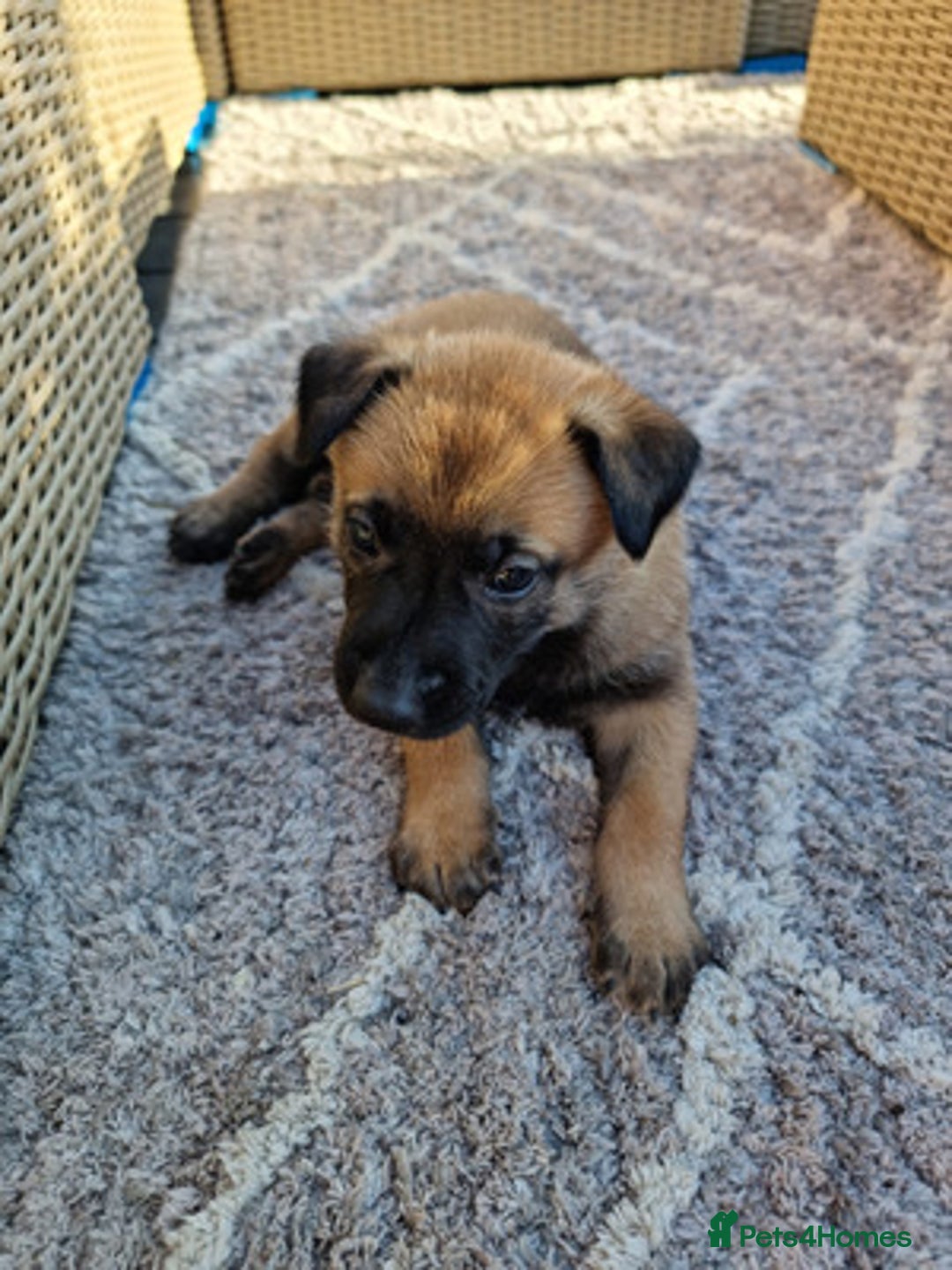 Belgian Shepherd Dog dogs for sale: Beautiful Belgian Malinois Puppies  - Image 8