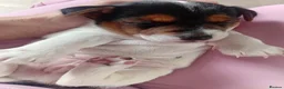 Jack Russell dogs for sale: Full pedigree jack russell pups  in Middlesbrough - Advert 14