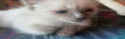 Ragdoll cats for sale: Adorable Ragdolls  - Advert 11