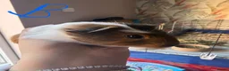 Guinea Pig rodents for sale: Mixed Guinea Pigs for Sale  - Advert 2